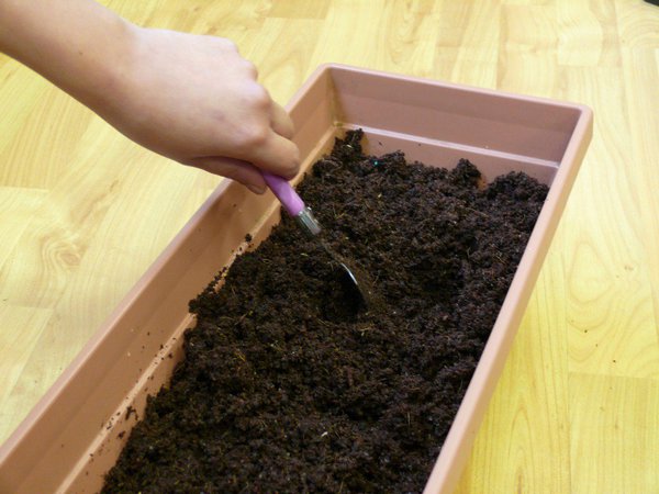 Etape 3 : REMUER   : remuer à l’aide d’une  fourchette, pour que le support de culture absorbe l’eau.