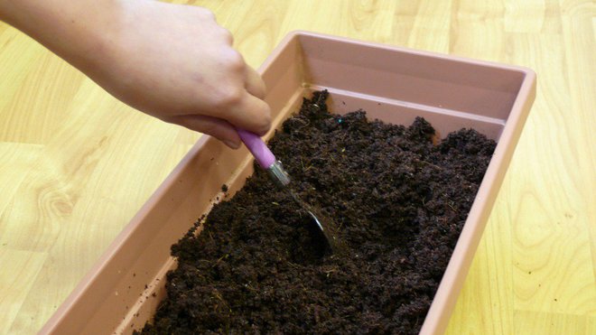 Etape 3 : REMUER   : remuer à l’aide d’une  fourchette, pour que le support de culture absorbe l’eau.