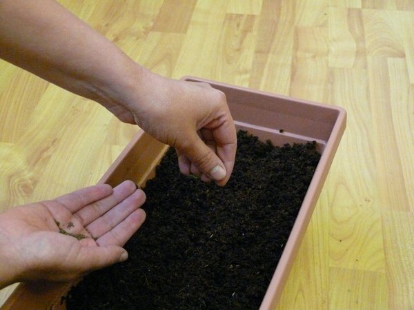 Etape 4 : SEMER : semer en surface la totalité du sachet de graines.