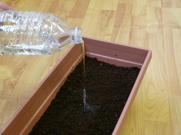 Etape 6 : ARROSER : arroser en douceur, pour initier la germination des graines.