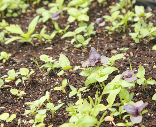 Etape 7 : LEVÉE : veiller à ce que le support de culture reste humide, et arroser si nécessaire. Laisser la jardinière une dizaine de jours à l’intérieur de la maison, pour préserver la levée des graines.