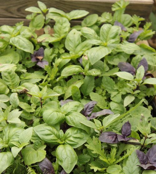 Etape 8 : ENTRETIEN : si la prairie est trop dense,  éclaircir afin d’aider les fleurs à se développer.