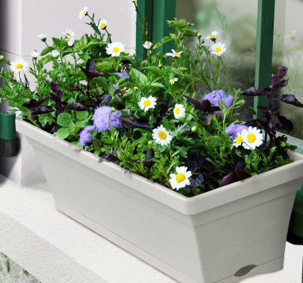 Etape 9 : FLORAISON : pour prolonger la floraison, couper les fleurs fanées à l’aide de ciseaux.