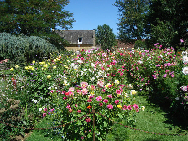 Les floraisons nombreuses du Jardin Fleuriste permettent à Capucine Sermadiras de composer de merveilleux bouquets pour son manoir, tout en ravissant l’œil des visiteurs.