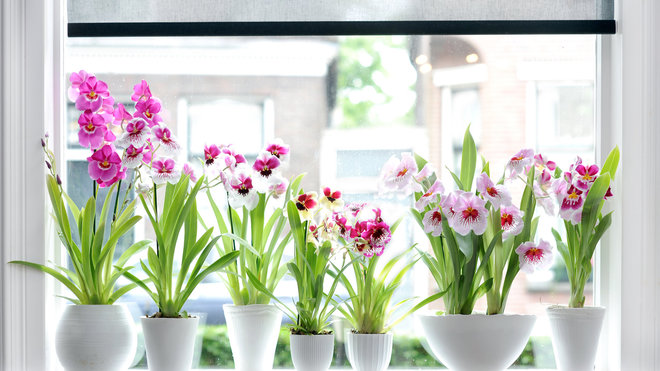 Les fleurs apparaissent le long d’une tige partant de la base du pseudobulbe. Il en pousse trois à dix par tige florale. Elles persistent trois à cinq semaines, en dégageant un doux parfum.