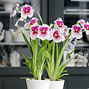 Lors de sa floraison, le miltonia surprend en dévoilant un parfum sucré et de belles fleurs étoilées, marquées des taches brunes, pourpres ou rouges.