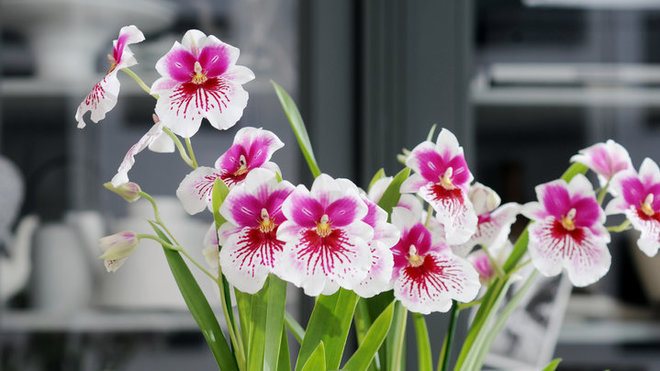 Lors de sa floraison, le miltonia surprend en dévoilant un parfum sucré et de belles fleurs étoilées, marquées des taches brunes, pourpres ou rouges.