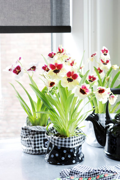 De novembre à mars, le miltonia s’épanouira sous un soleil direct. En revanche, soyez prudent lorsque l’ensoleillement devient plus intense : les coups de chaleur peuvent lui être fatals.