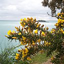 Les fleurs de l’ajonc, jaunes, proches de l’orange, sont très nombreuses, et  dégagent une douce odeur sucrée, qui s’approche du parfum de la noix de coco en période de très fort ensoleillement.