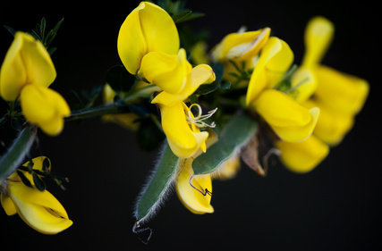 Le genêt est une plante associée à la magie noire. Selon l’écrivain et archéologue français Prosper Mérimée, les sorcières pouvaient aller au bout du monde avec un balai constitué de rameaux de genêt.