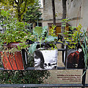 Le Dadagreen au clos des Blancs Manteaux.