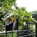 Dadagreen et la fleur-de-courgette par Paris-Label.