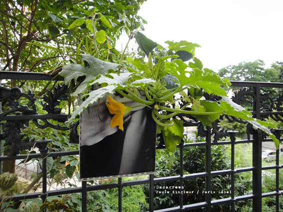 Dadagreen et la fleur-de-courgette par Paris-Label.