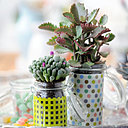 Pas de panique si votre plante semble un peu décolorée à la fin d’une journée ensoleillée : il ne s’agit que d’une perte d’eau passagère. Grâce à son métabolisme, tout reviendra à la normale  le lendemain matin !