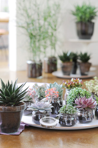 Il existe environ 12 000 espèces différentes de plantes succulentes. Parmi  elles, le cactus est sans doute la plus connue.