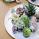 La succulente est une plante unique : grâce à sa capacité de rétention de l’eau, elle est l’un des rares végétaux à défier avec succès tous les éléments. Faites cependant attention à l’humidité du sol qui peut endommager les racines.