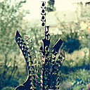 Syrthes et autres sculptures inspirées de l'univers végétal.