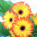 Dans les pays baltes, à l’initiative d’une association Scandinave, un gerbera orange est offert aux non-fumeurs lors de la journée mondiale sans tabac. Et pour cause, c’est une plante dépolluante, à disposer partout dans la maison ! Dans les pays baltes, à l’initiative d’une association Scandinave, un gerbera orange est offert aux non-fumeurs lors de la journée mondiale sans tabac. Et pour cause, c’est une plante dépolluante, à disposer partout dans la maison !