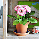 Disposé ici et là dans les pièces de la maison, le gerbera est une plante décorative, aux couleurs vives, qui égayera chaque coin de pièce : un diffuseur de bonne humeur ! Disposé ici et là dans les pièces de la maison, le gerbera est une plante décorative, aux couleurs vives, qui égayera chaque coin de pièce : un diffuseur de bonne humeur !