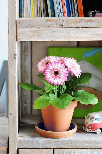Disposé ici et là dans les pièces de la maison, le gerbera est une plante décorative, aux couleurs vives, qui égayera chaque coin de pièce : un diffuseur de bonne humeur !