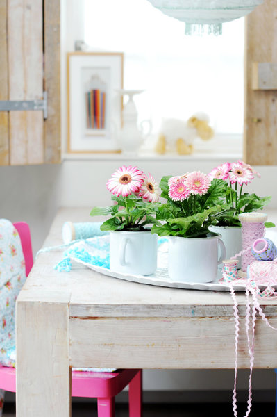 Une tige velue, des feuilles douces, et des couleurs vives qui réveillent votre intérieur, le gerbera est une plante très appréciée.