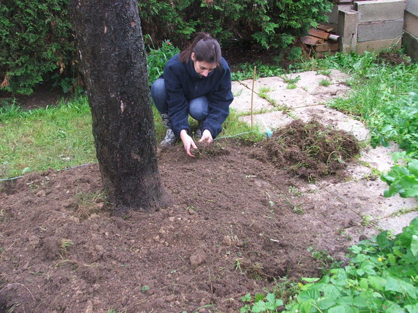 Etape 3 : Désherber : Enlevez les mottes d’herbes pour les empêcher de raciner à nouveau. Déposez les mottes dans le compost.