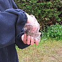 Etape 6 : Mélanger : Mélangez le contenu du sac, afin d’obtenir un mélange homogène entre les cosses et les graines