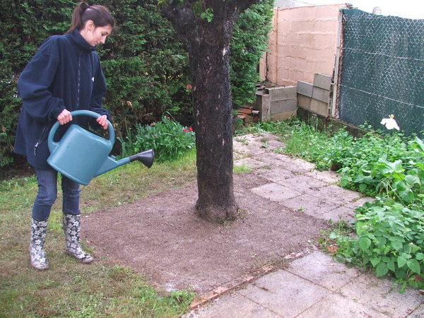 Etape 11 : ARROSER : Arrosez en pluie fine, en maintenant une terre humide jusqu’à la levée des graines.