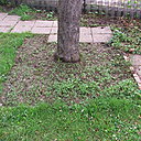 Etape 12 : DÉSHERBER : Lorsque la prairie ne dépasse pas 15 à 20 cm, le désherbage manuel est à programmer rapidement. N’hésitez pas à arracher les mauvaises herbes citées. Ce travail permettra aux plantules d’avoir plus de place pour se développer, et à certaines graines un peu tardives, de profiter des rayons du soleil pour germer.