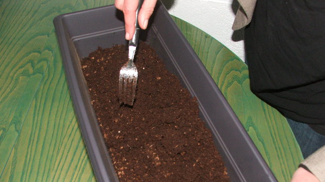 Etape 3 : REMUER : Remuer à l’aide d’une fourchette pour que le support de culture absorbe l’eau. Arroser de nouveau si nécessaire.