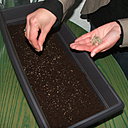 Etape 4 : SEMER : Semer en surface la totalité du sachet de graines. Pour un semis régulier, semer par petites touches sur l’ensemble de la jardinière.