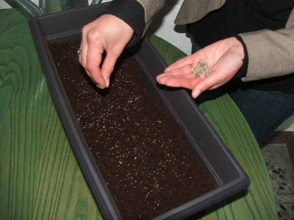 Etape 4 : SEMER : Semer en surface la totalité du sachet de graines. Pour un semis régulier, semer par petites touches sur l’ensemble de la jardinière.