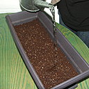 Etape 6 : ARROSER : Arroser en douceur pour initier la germination des graines. Veiller à ce que le support de culture reste humide et arroser  si nécessaire.