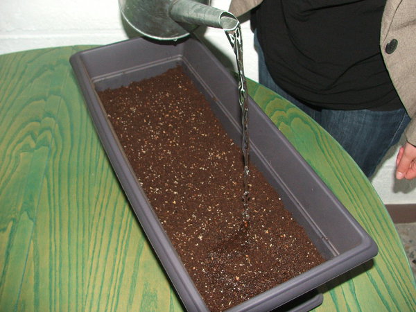 Etape 6 : ARROSER : Arroser en douceur pour initier la germination des graines. Veiller à ce que le support de culture reste humide et arroser  si nécessaire.