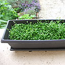 Etape 7 : ENTRETIEN : Si la prairie est trop dense, éclaircir afin d’aider les fleurs à se développer et à certaines graines un peu tardives, de profiter des rayons du soleil pour germer.