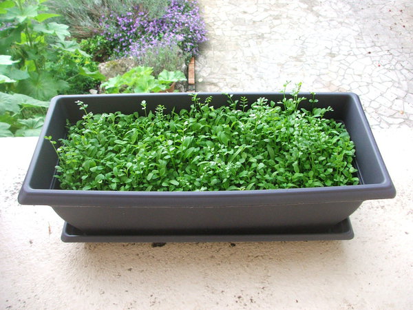 Etape 7 : ENTRETIEN : Si la prairie est trop dense, éclaircir afin d’aider les fleurs à se développer et à certaines graines un peu tardives, de profiter des rayons du soleil pour germer.