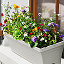 Etape 8 : FLORAISON : Compter un début de floraison 6 à 8 semaines après le semis. Pour prolonger la floraison, couper les fleurs fanées à l’aide de ciseaux.