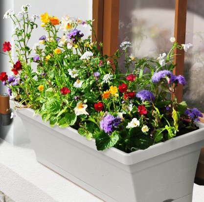 Etape 8 : FLORAISON : Compter un début de floraison 6 à 8 semaines après le semis. Pour prolonger la floraison, couper les fleurs fanées à l’aide de ciseaux.