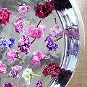 Il existe une vingtaine d’espèces de saintpaulia qui ont donné naissance à des milliers d’hybrides, aux teintes et aux formes variées… Le saintpaulia « Colorado » a des fleurs frangées rouges ; les doubles fleurs roses du saintpaulia « Fancy trail » sont posées sur des feuilles luisantes panachées de vert et de blanc ; le saintpaulia « Pip squeek » a des feuilles pointues en forme de cœur.