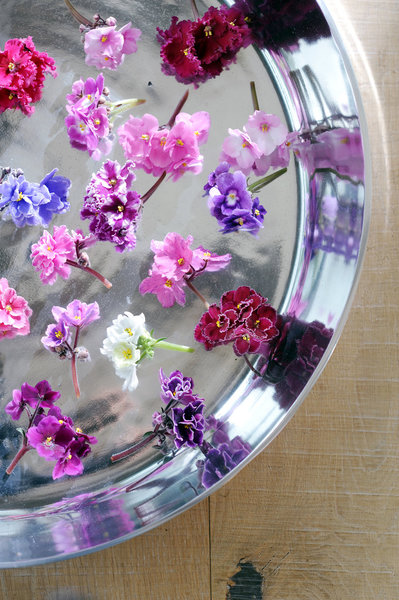 Il existe une vingtaine d’espèces de saintpaulia qui ont donné naissance à des milliers d’hybrides, aux teintes et aux formes variées… Le saintpaulia « Colorado » a des fleurs frangées rouges ; les doubles fleurs roses du saintpaulia « Fancy trail » sont posées sur des feuilles luisantes panachées de vert et de blanc ; le saintpaulia « Pip squeek » a des feuilles pointues en forme de cœur.