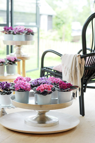 Indépendant, le saintpaulia réclame peu d’attention. Mais pour comprendre ce dont il a besoin, regardez ses feuilles : si elles palissent, la plante manque d’engrais ; si les feuilles sont de plus en plus petites, votre saintpaulia a besoin d’être rempoté !