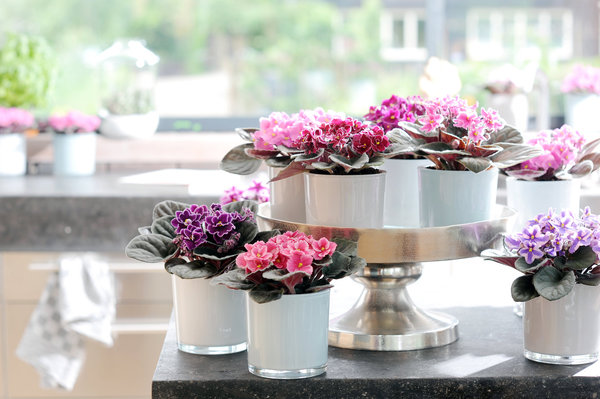 Remède anti-stress, le saintpaulia est à placer dans tous les recoins de la maison, pour profiter de sa floraison abondante, tout au long de l’année.