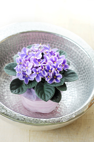 Le saintpaulia est l’une des plantes à fleurs les plus populaire ! Facile à entretenir, il vous fera profiter de ses jolies fleurs aux couleurs sucrées pendant des années.