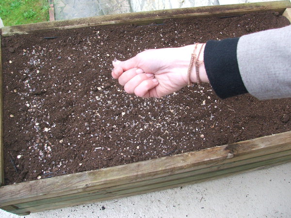 Etape 5 SEMER : semer en surface un tiers du sachet de graines pour un bac.