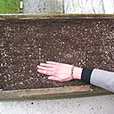 Etape 6 TASSER : avec la main, tasser pour mettre en contact les graines avec la terre.