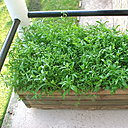 Etape 8 ENTRETIEN : si la prairie est trop dense, éclaircir afin d’aider les fleurs à se développer. Certaines graines, un peu tardives, profiteront ainsi des rayons du soleil pour germer.