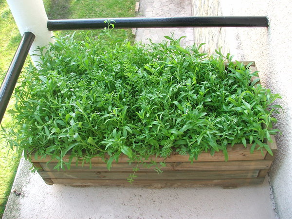 Etape 8 ENTRETIEN : si la prairie est trop dense, éclaircir afin d’aider les fleurs à se développer. Certaines graines, un peu tardives, profiteront ainsi des rayons du soleil pour germer.