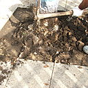 Etape 2 : Au niveau du tronc d’arbre, il est primordial de bien piocher l’ensemble de la souche afin d’extirper les racines au maximum.