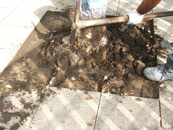 Etape 2 : Au niveau du tronc d’arbre, il est primordial de bien piocher l’ensemble de la souche afin d’extirper les racines au maximum.