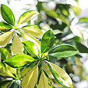 En arrosant votre schefflera avec un brumisateur,  vous améliorerez la qualité du feuillage et éviterez le dessèchement de ses feuilles.